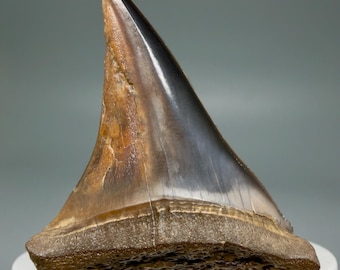 1.80" Fossil Isurus Hastalis Shark Tooth - Extinct Mako, Peru