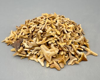 Wholesale group of appx 1000 Small Fossil Shark Teeth - Eocene, Western Sahara