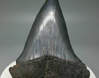 Extinct Mako Shark Tooth Fossil – 2.61" Gray Isurus Hastalis, South Carolina Miocene/Pliocene