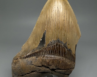 5.76インチ メガロドンの歯の化石 - 本物の先史時代の化石 - すべて