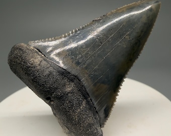 Colorful, serrated 1.83" Fossil GREAT WHITE Shark Tooth - Sarasota, FL