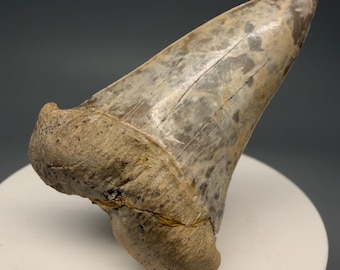 Very colorful 1.98" Fossil EXTINCT MAKO Tooth - Bakersfield, CA