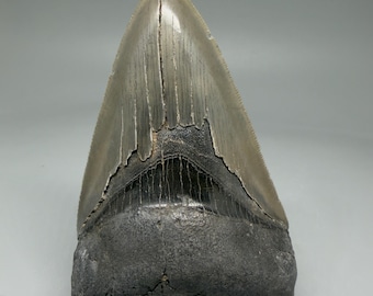 4.33" Sharply Serrated Fossil Megalodon Shark Tooth - Southeastern USA