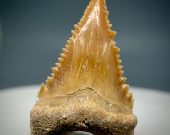 Colorful, sharply serrated baby 0.88" Fossil EXTINCT Pygmy White - Paleocarcharodon orientalis Shark Tooth - Morocco