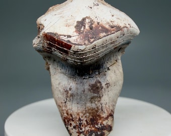 Rare quality 1.64" Fossil Extinct Petalodus Shark Tooth - Coleman Co., TX