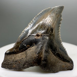 Gorgeous prints and colors 1.58&quot; Fossil EXTINCT SNAGGLETOOTH Shark Tooth - South Carolina