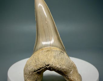 Extinct Mako Shark Tooth Fossil – Aurora NC, 2.32" Isurus hastalis