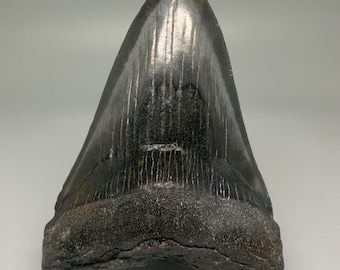 4.81" Dark colors Fossil Megalodon Shark Tooth - Southeastern USA