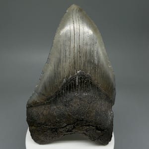 May include: A large, fossilized shark tooth with a triangular shape. The tooth has a light gray enamel with vertical striations and a dark brown root. The fossil is displayed against a neutral background.