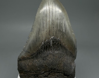 Deformed 4.23" Fossil MEGALODON Shark Tooth - USA