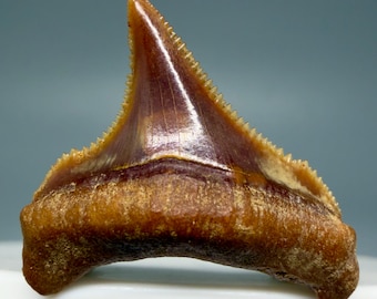 Colorful, sharply serrated 1.05" Fossil CHUBUTENSIS Shark Tooth - Peru