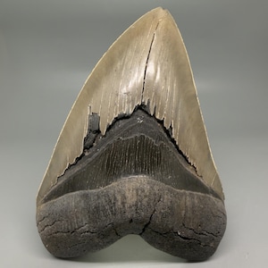 Può includere: Un dente di squalo fossilizzato caratterizzato da una grande corona triangolare in smalto grigio chiaro con bordi seghettati visibili. La base del dente è composta da una struttura radicale scura, ruvida e porosa divisa in due lobi.