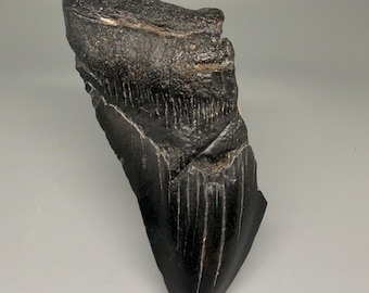 4.67" Dark colors - with bite Fossil Megalodon Shark Tooth - Southeastern USA