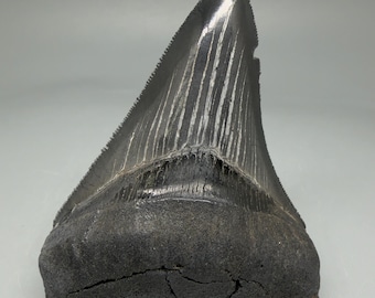 Dark colors, affordable 3.61" Fossil MEGALODON Shark Tooth - USA