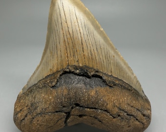 Complete, colorful 3.89" Fossil MEGALODON Shark Tooth - USA