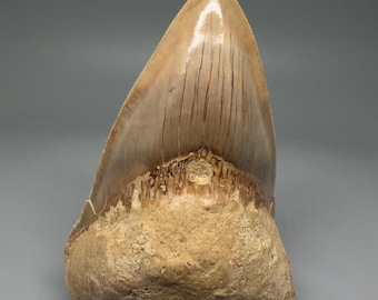 インドネシア・ジャワ島産メガロドンの歯の化石 - 本物の先史時代の