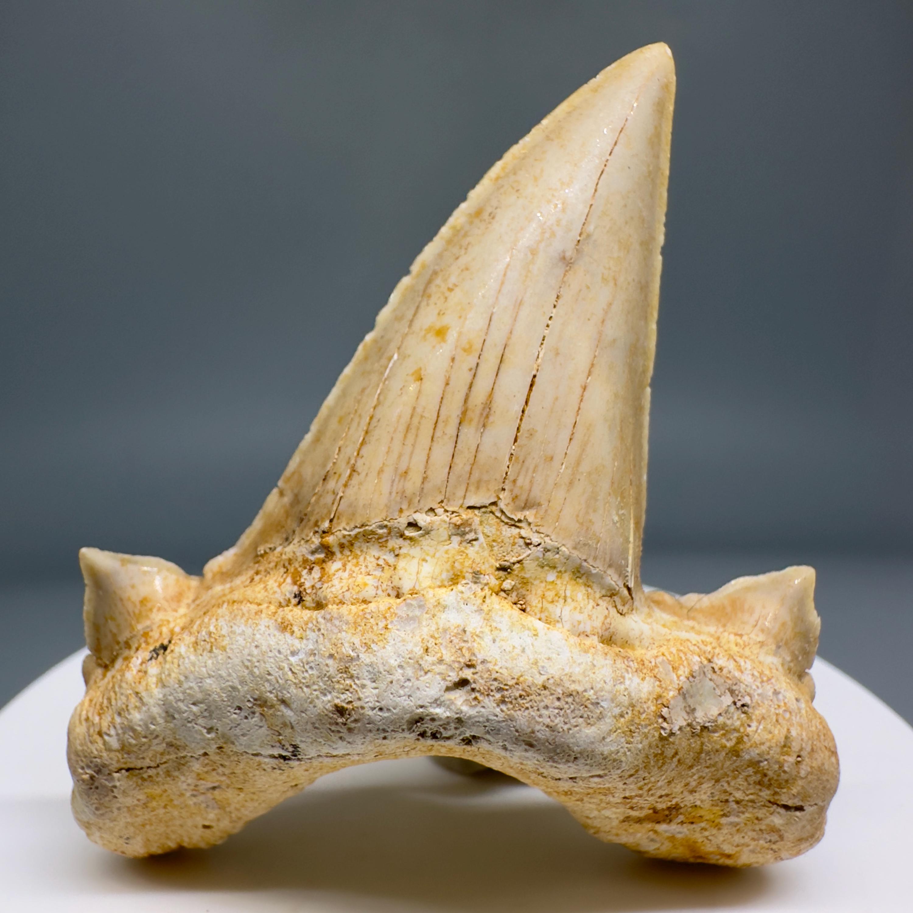 オトドゥス・オブリキュス・サメの歯の化石 - モロッコ - 2.32インチ