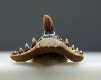 Uncommon 0.30" Fossil Synechodus dubrisiensis - Lac Du Der, France