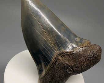3.08" Fossil EXTINCT MAKO Tooth - Southeastern USA - Absolutely Massive Rare