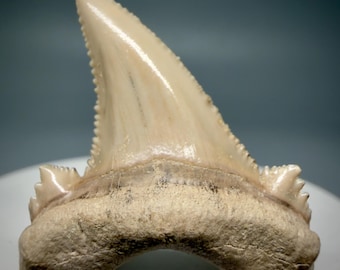 Wicked serrations 1.55" Fossil Auriculatus Shark Tooth - Kazakhstan