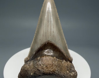 Fossil Carcharocles Angustidens Shark Tooth – Charleston, SC (2.39")