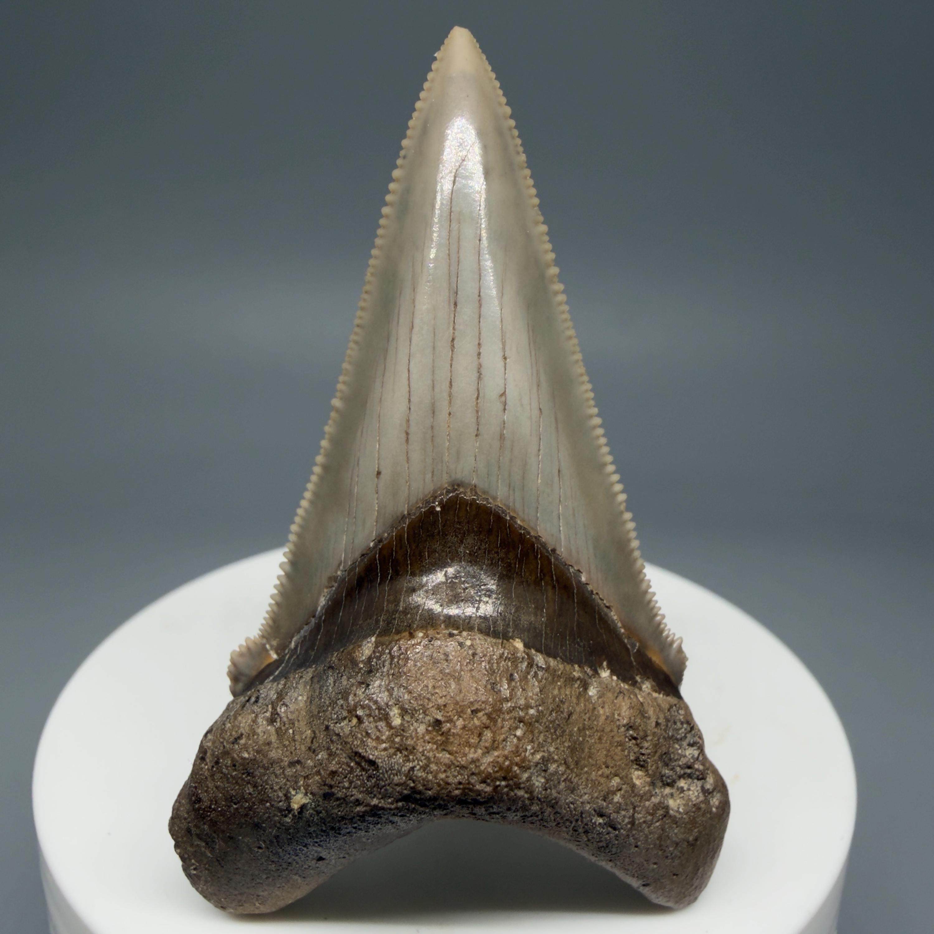 化石のカルカロクレス・アングスティデンス（サメの一種）の歯 