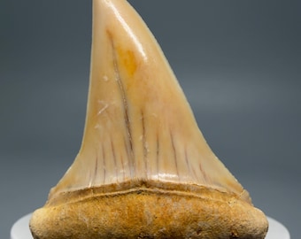 Transitional White Shark Tooth Fossil – Chile, 2.04" Long, Early Pliocene
