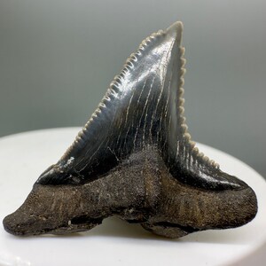 Gorgeous prints and colors 1.44&quot; Fossil EXTINCT SNAGGLETOOTH Shark Tooth - South Carolina