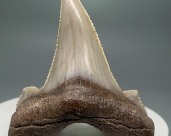 Wicked serrations 1.77" Fossil Auriculatus Shark Tooth - Kazakhstan