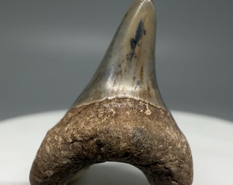 Rare 1.04" Fossil Parotodus oligocaenus Shark Tooth - Summerville, SC