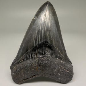 インドネシア・ジャワ島産メガロドンの歯の化石 - 本物の先史時代の