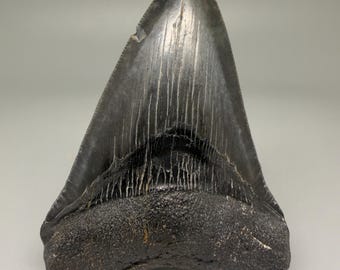4.00" Dark colors Fossil Megalodon Shark Tooth - Southeastern USA