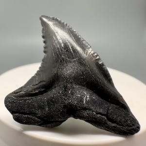 Black 1.59&quot; Fossil EXTINCT SNAGGLETOOTH Shark Tooth - South Carolina