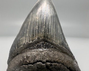 Dark colors 4.59" Fossil MEGALODON Shark Tooth - USA
