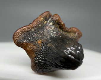 Ptychodus Whipplei Shark Tooth Fossil – Extinct Shell-Crusher (0.67")