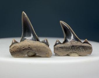 Pair Extinct Mackerel Shark Teeth - Fossil Cretalamna appendiculata - South Fort Worth, TX