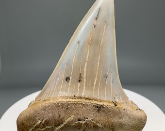 Very colorful 2.22" Fossil EXTINCT MAKO Tooth - Bakersfield, CA