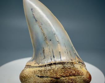 Very colorful 1.84" Fossil EXTINCT Hooked-Tooth MAKO Tooth - Bakersfield, CA