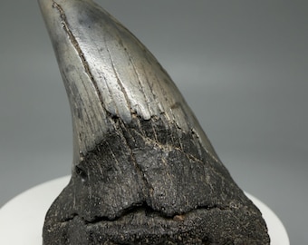 Uncommon 2.61" Fossil PAROTODUS BENEDENI Tooth - South Carolina