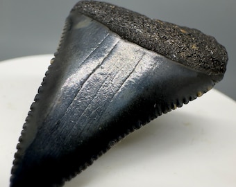 Fossil White Shark Tooth, Dark Colors, South Carolina (1.60")
