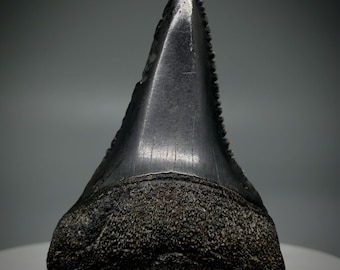 Fossil White Shark Tooth, Serrated Carcharodon Carcharias, South Carolina (1.56")