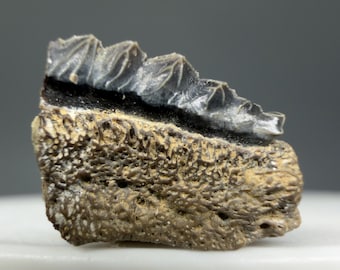 Partial Rare 0.52" Fossil POLYACRODUS ILLINGWORTHI Shark Tooth- Dallas Co., TX