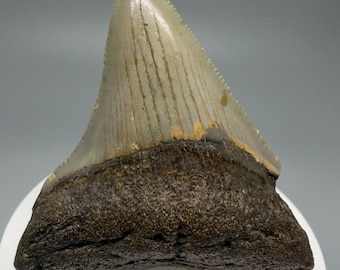 Colorful 2.61" Fossil MEGALODON Shark Tooth - USA