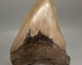 Colorful, sharply serrated 4.41" Fossil MEGALODON Shark Tooth - USA