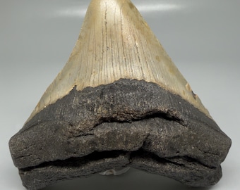 Huge Lateral 4.01" Fossil MEGALODON Shark Tooth - USA
