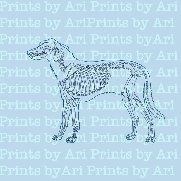 Printable Canine Skeleton Diagram/ Study Guide/ Worksheet