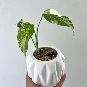 Pot Stash with Hidden Compartment - Perfect Herb Succulent Air Plant Pot Container Planter Hide - Geometric Design