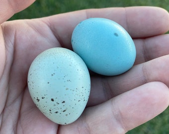 Celadon Quail Eggs-Eating purpose