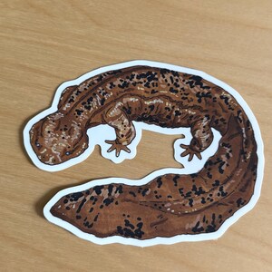 May include: A sticker featuring a detailed illustration of a salamander. The salamander is brown with black spots and a white border. The sticker is on a wooden surface.