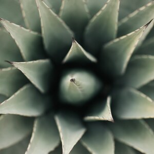 Agave Desert Photo 1